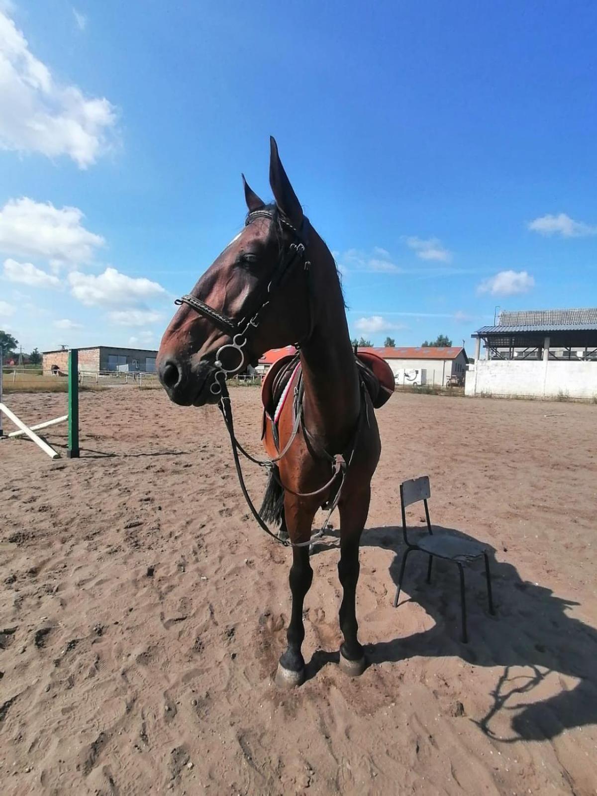 Noclegi Przy Stajni Senny - Horse Riding Leba Luaran gambar